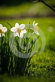 Beautiful white daffodils blossoming in the spring garden.