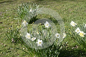 Beautiful white daffodils in full glory are waiting for Easter.