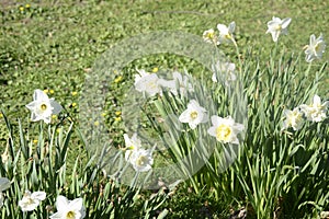 Beautiful white daffodils in full glory are waiting for Easter.