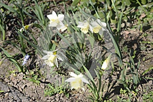 Beautiful white daffodils in full glory are waiting for Easter.