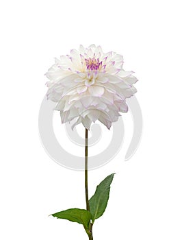 Beautiful white dahlia