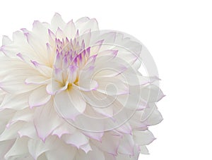 Beautiful white dahlia