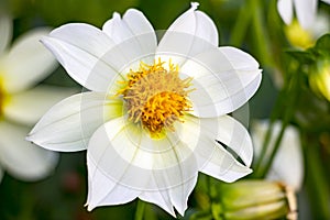 Beautiful white dahlia flower.