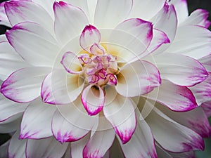 Beautiful White Dahlia Flower in garden.