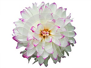 Beautiful White Dahlia Flower in garden.