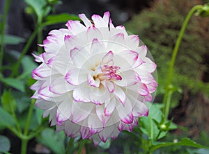 Beautiful White Dahlia Flower in garden.