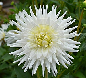 Beautiful white dahlia flower in the garden.