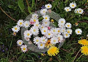 Beautiful white daisies bloomed in the meadows on warm spring days