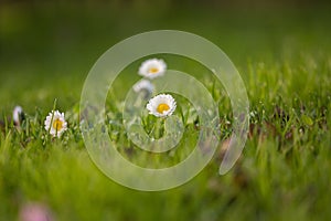 Beautiful white daisies blooming in the grass. Summer scenery in garden and park.