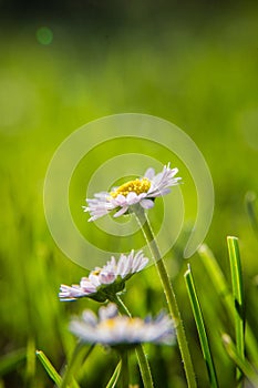 Beautiful white daisies blooming in the grass. Summer scenery in garden and park.