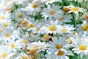 Beautiful white daisies flowers