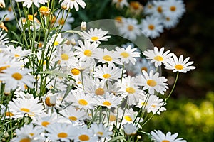 Beautiful white daisies flowers