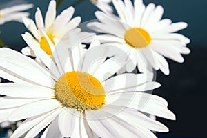 Beautiful white daisy