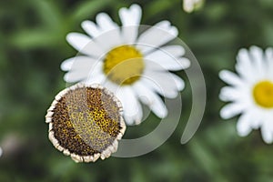 Beautiful white daisy close up, sunny day. Herbal tea. Oxeye daisy or dog daisy in a sunny summer garden, fresh natural outdoor an