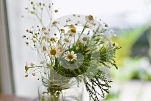 Beautiful white daisy flower blooming in jar.