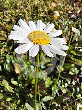 Beautiful white daisy flower blossom on green meadow close up