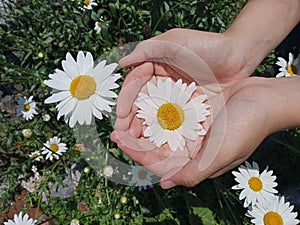 Beautiful white daisy flower blossom in young woman hands on background of green garden. Top view, high angle view. Love, care and