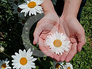 Beautiful white daisy flower blossom in young woman hands on background of green garden. Top view, high angle view. Love & care.