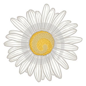 Beautiful white daisy flower isolated.