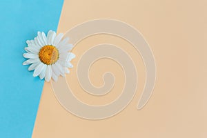 Beautiful white daisy flower on a light blue and peach pastel background. Greeting card for summer days