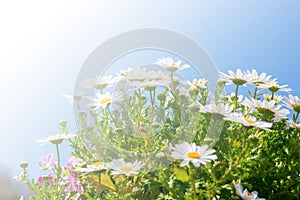 Beautiful White daisy flower with sky blue.