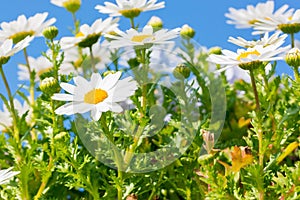 Beautiful White daisy flower with sky blue.