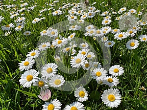 Beautiful white daisy flowers, dandelions and green grass growing outdoors