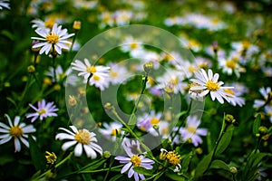 Beautiful white daisy flowers field in the garden