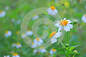 Beautiful white daisy flowers