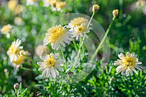 Beautiful white daisy flowers and green foliage close up, selective focus