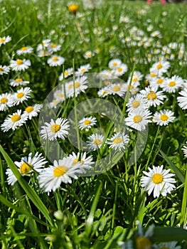 Beautiful white daisy flowers and green grass growing in meadow