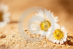 Beautiful white daisy flowers lie on sandy floor in sunlight perfect scenery for post