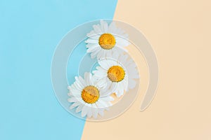 Beautiful white daisy flowers on a light blue and peach pastel background. Greeting card for summer days