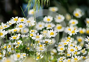 Beautiful white daisy flowers. Panoramic summer view of blooming wild flowers on meadow