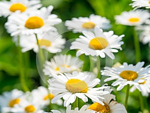 Beautiful white daisy flowers in sunny day