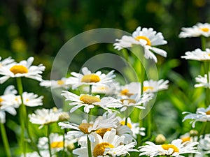 Beautiful white daisy flowers in sunny day