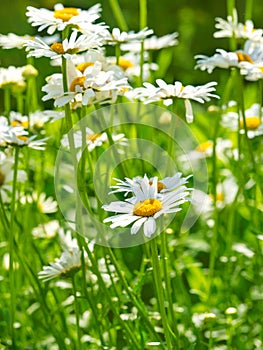 Beautiful white daisy flowers in sunny day