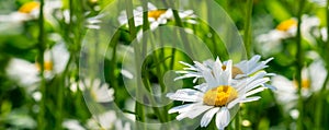 Beautiful white daisy flowers in sunny day