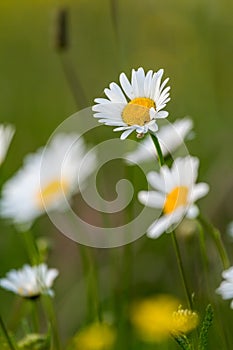 Beautiful white daisy growing in a summer garden.Leucanthemum vulgare