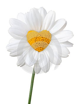 Beautiful white Daisy Marguerite, pistils in the shape of a heart, isolated on white background including clipping path