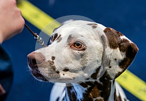 Beautiful white Dalmatian with brown spots. Elegant dog