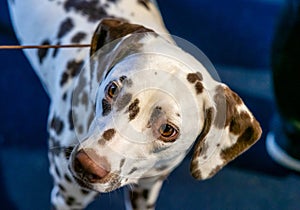 Beautiful white Dalmatian with brown spots. Elegant dog