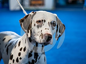 Beautiful white Dalmatian with brown spots. Elegant dog