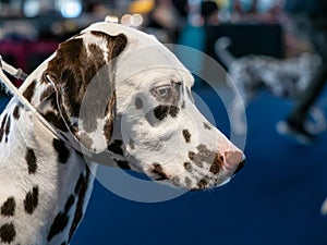 Beautiful white Dalmatian with brown spots. Elegant dog