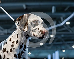 Beautiful white Dalmatian with brown spots. Elegant dog