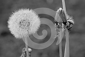 a beautiful white dandelion in soft green grass on an idyllic background of a cloudy autumn day