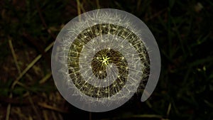 Beautiful white Dandelion Flower Isolated on Black Background