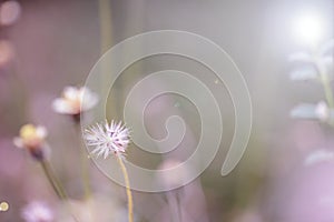 Beautiful white dandelion flowers close-up. close up of Dandelio