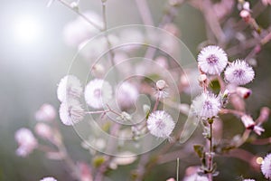 Beautiful white dandelion flowers close-up. close up of Dandelio