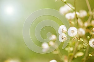 Beautiful white dandelion flowers close-up. close up of Dandelio